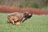BRIARD 138